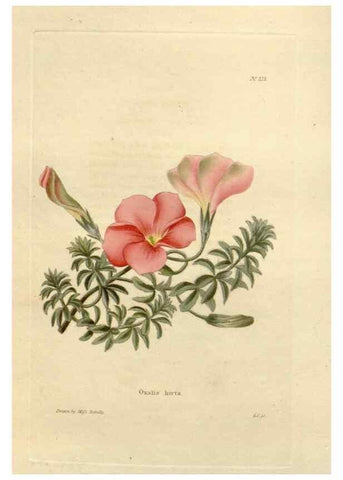 Reproducción/Reproduction 48623709198: The botanical cabinet. London :John & Arthur Arch ...,1817-1833.. 