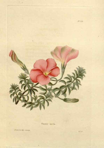 Reproducción/Reproduction 48623709198: The botanical cabinet. London :John & Arthur Arch ...,1817-1833.. 