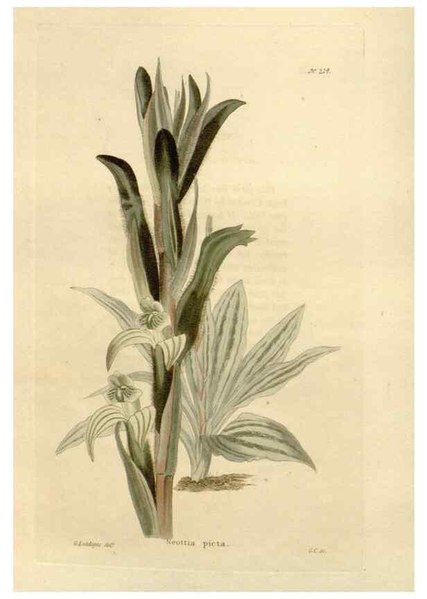 Reproducción/Reproduction 48624207942: The botanical cabinet. London :John & Arthur Arch ...,1817-1833.. 
