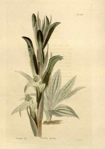 Reproducción/Reproduction 48624207942: The botanical cabinet. London :John & Arthur Arch ...,1817-1833.. 