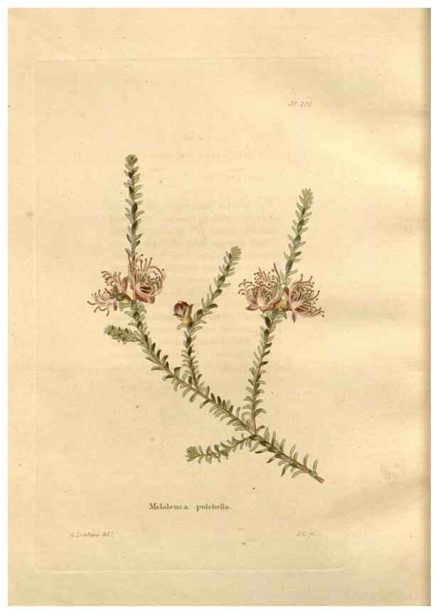 Reproducción/Reproduction 48623548863: The botanical cabinet. London :John & Arthur Arch ...,1817-1833.. 