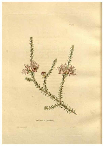 Reproducción/Reproduction 48623548863: The botanical cabinet. London :John & Arthur Arch ...,1817-1833.. 