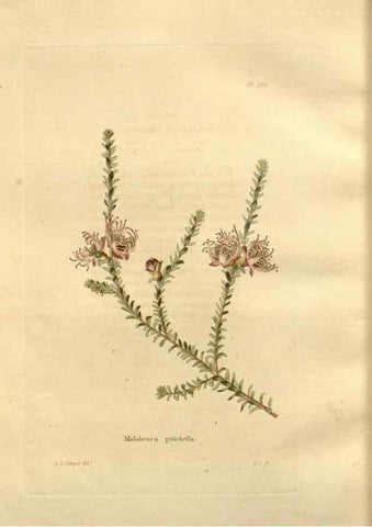 Reproducción/Reproduction 48623548863: The botanical cabinet. London :John & Arthur Arch ...,1817-1833.. 
