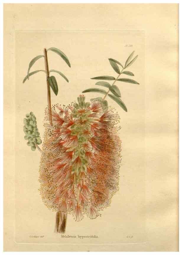 Reproducción/Reproduction 48623900626: The botanical cabinet. London :John & Arthur Arch ...,1817-1833.. 