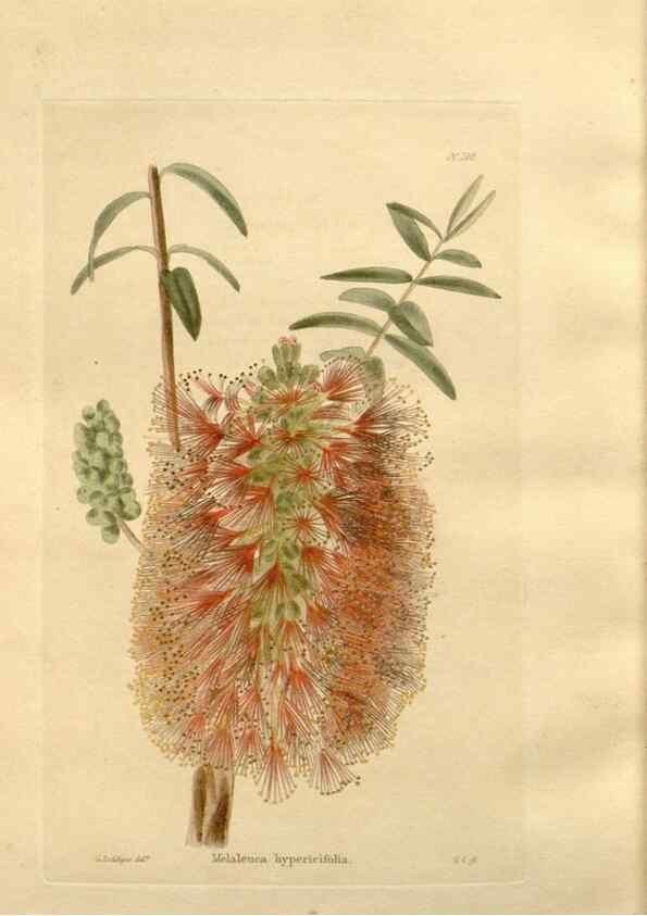 Reproducción/Reproduction 48623900626: The botanical cabinet. London :John & Arthur Arch ...,1817-1833.. 