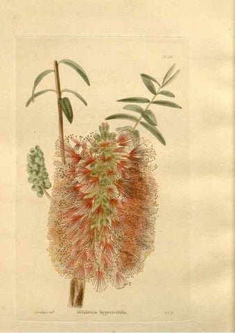 Reproducción/Reproduction 48623900626: The botanical cabinet. London :John & Arthur Arch ...,1817-1833.. 
