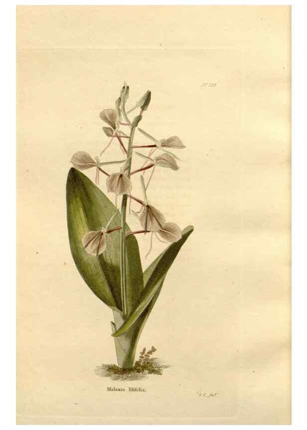 Reproducción/Reproduction 48624047652: The botanical cabinet. London :John & Arthur Arch ...,1817-1833.. 