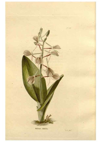 Reproducción/Reproduction 48624047652: The botanical cabinet. London :John & Arthur Arch ...,1817-1833.. 