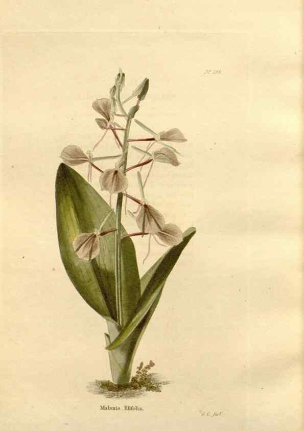 Reproducción/Reproduction 48624047652: The botanical cabinet. London :John & Arthur Arch ...,1817-1833.. 