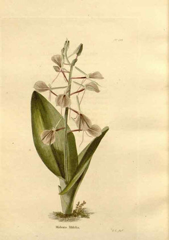 Reproducción/Reproduction 48624047652: The botanical cabinet. London :John & Arthur Arch ...,1817-1833.. 