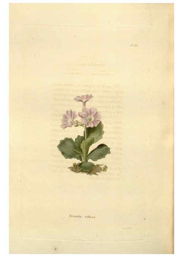 Reproducción/Reproduction 48623541758: The botanical cabinet. London :John & Arthur Arch ...,1817-1833.. 