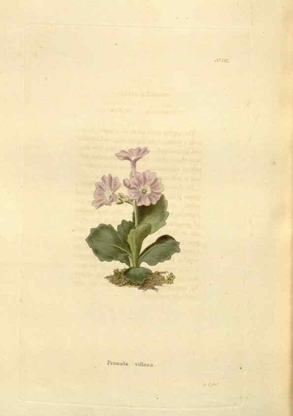 Reproducción/Reproduction 48623541758: The botanical cabinet. London :John & Arthur Arch ...,1817-1833.. 