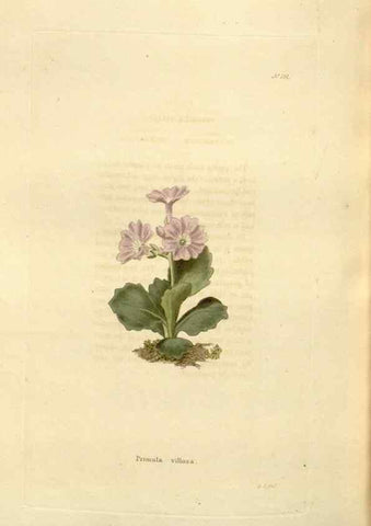 Reproducción/Reproduction 48623541758: The botanical cabinet. London :John & Arthur Arch ...,1817-1833.. 