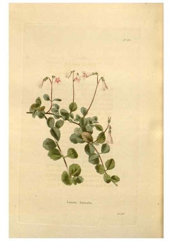 Reproducción/Reproduction 48623542118: The botanical cabinet. London :John & Arthur Arch ...,1817-1833.. 