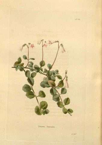 Reproducción/Reproduction 48623542118: The botanical cabinet. London :John & Arthur Arch ...,1817-1833.. 