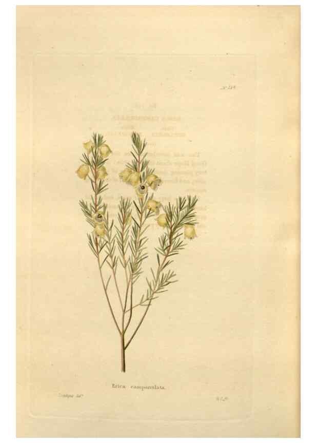 Reproducción/Reproduction 48624042077: The botanical cabinet. London :John & Arthur Arch ...,1817-1833.. 