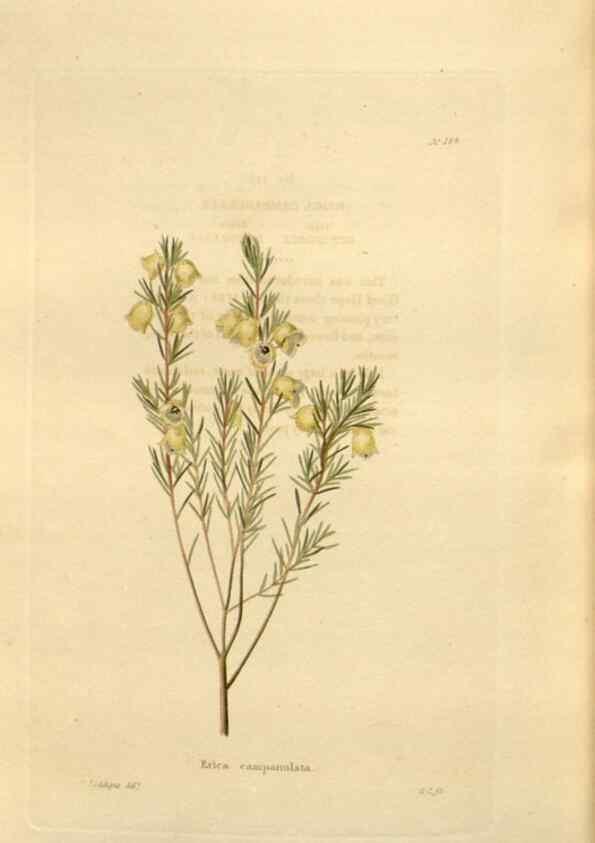 Reproducción/Reproduction 48624042077: The botanical cabinet. London :John & Arthur Arch ...,1817-1833.. 