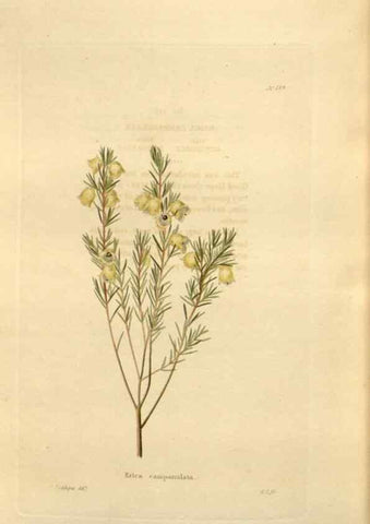 Reproducción/Reproduction 48624042077: The botanical cabinet. London :John & Arthur Arch ...,1817-1833.. 