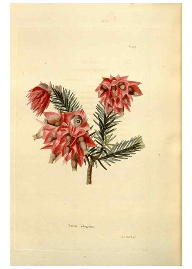 Reproducción/Reproduction 48623542998: The botanical cabinet. London :John & Arthur Arch ...,1817-1833.. 