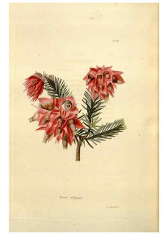 Reproducción/Reproduction 48623542998: The botanical cabinet. London :John & Arthur Arch ...,1817-1833.. 