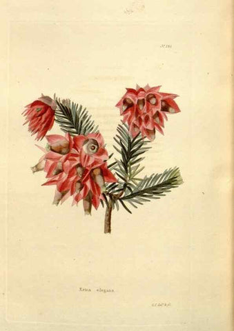Reproducción/Reproduction 48623542998: The botanical cabinet. London :John & Arthur Arch ...,1817-1833.. 