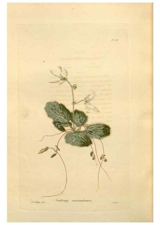Reproducción/Reproduction 48624042837: The botanical cabinet. London :John & Arthur Arch ...,1817-1833.. 