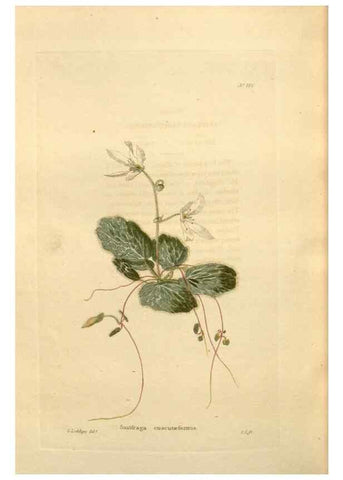 Reproducción/Reproduction 48624042837: The botanical cabinet. London :John & Arthur Arch ...,1817-1833.. 