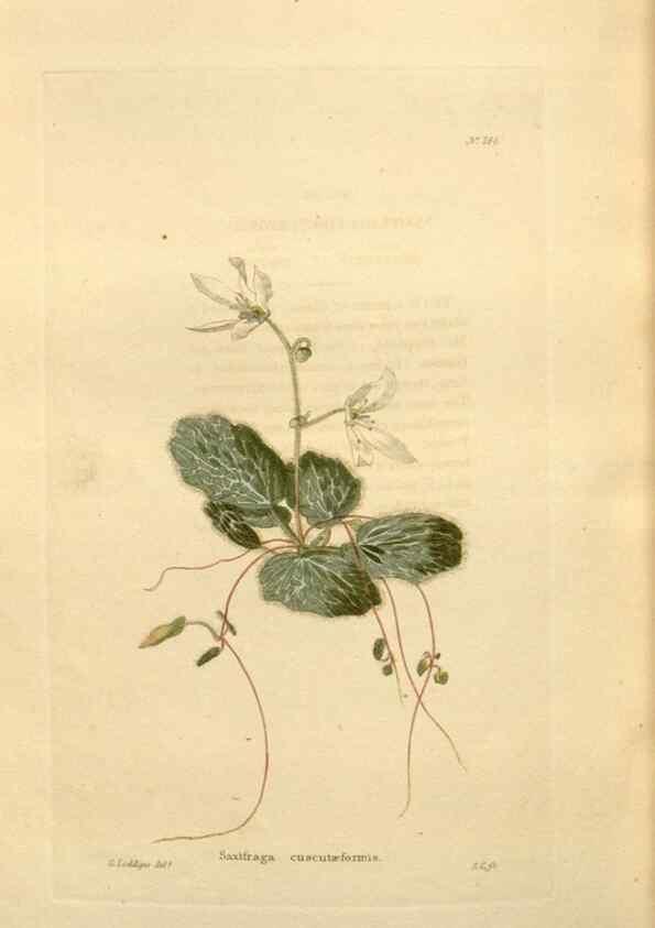 Reproducción/Reproduction 48624042837: The botanical cabinet. London :John & Arthur Arch ...,1817-1833.. 