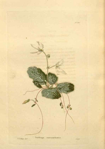 Reproducción/Reproduction 48624042837: The botanical cabinet. London :John & Arthur Arch ...,1817-1833.. 