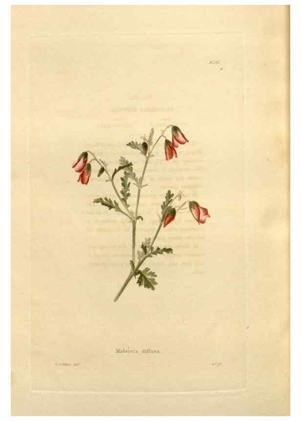 Reproducción/Reproduction 48623543898: The botanical cabinet. London :John & Arthur Arch ...,1817-1833.. 
