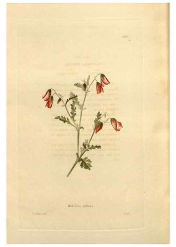 Reproducción/Reproduction 48623543898: The botanical cabinet. London :John & Arthur Arch ...,1817-1833.. 