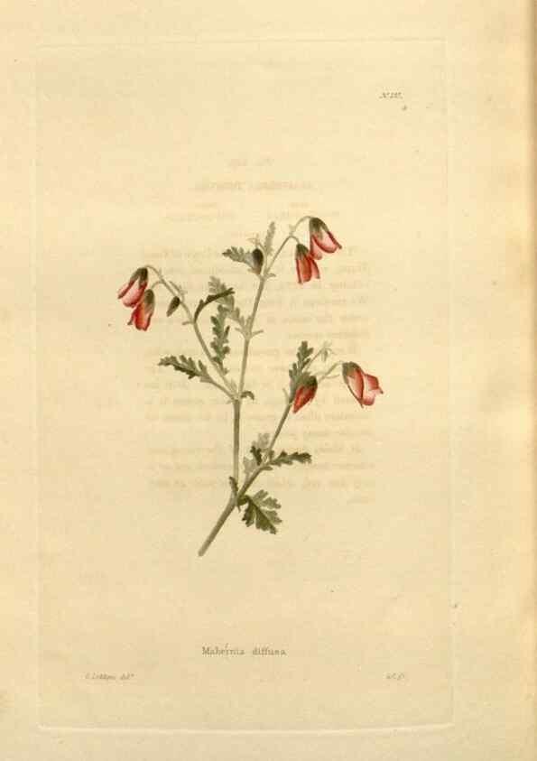 Reproducción/Reproduction 48623543898: The botanical cabinet. London :John & Arthur Arch ...,1817-1833.. 