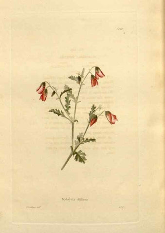 Reproducción/Reproduction 48623543898: The botanical cabinet. London :John & Arthur Arch ...,1817-1833.. 