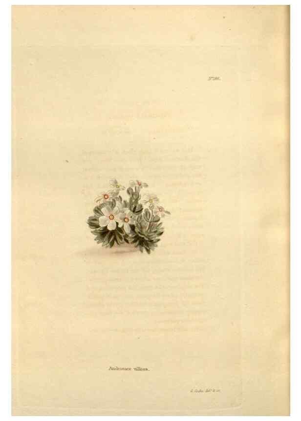 Reproducción/Reproduction 48624043827: The botanical cabinet. London :John & Arthur Arch ...,1817-1833.. 