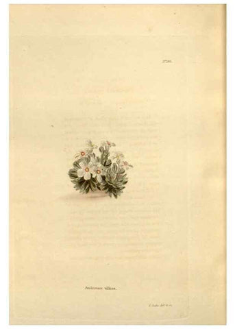 Reproducción/Reproduction 48624043827: The botanical cabinet. London :John & Arthur Arch ...,1817-1833.. 