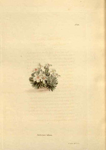 Reproducción/Reproduction 48624043827: The botanical cabinet. London :John & Arthur Arch ...,1817-1833.. 