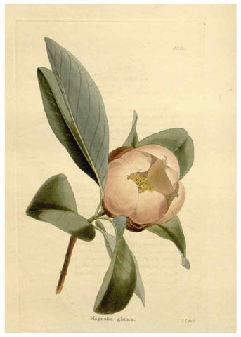 Reproducción/Reproduction 48623710113: The botanical cabinet. London :John & Arthur Arch ...,1817-1833.. 