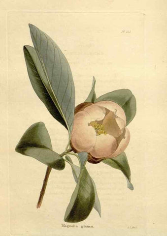 Reproducción/Reproduction 48623710113: The botanical cabinet. London :John & Arthur Arch ...,1817-1833.. 