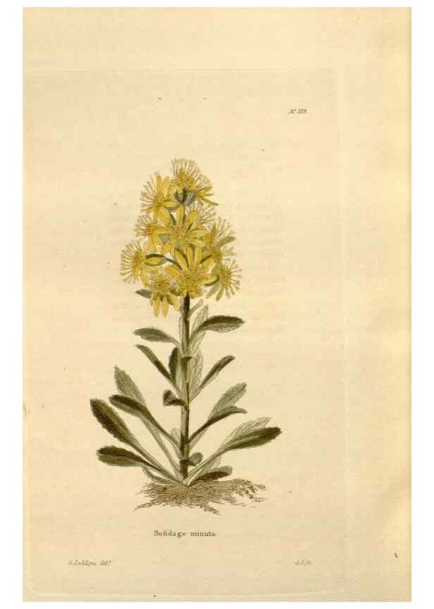 Reproducción/Reproduction 48623896706: The botanical cabinet. London :John & Arthur Arch ...,1817-1833.. 