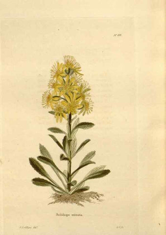 Reproducción/Reproduction 48623896706: The botanical cabinet. London :John & Arthur Arch ...,1817-1833.. 