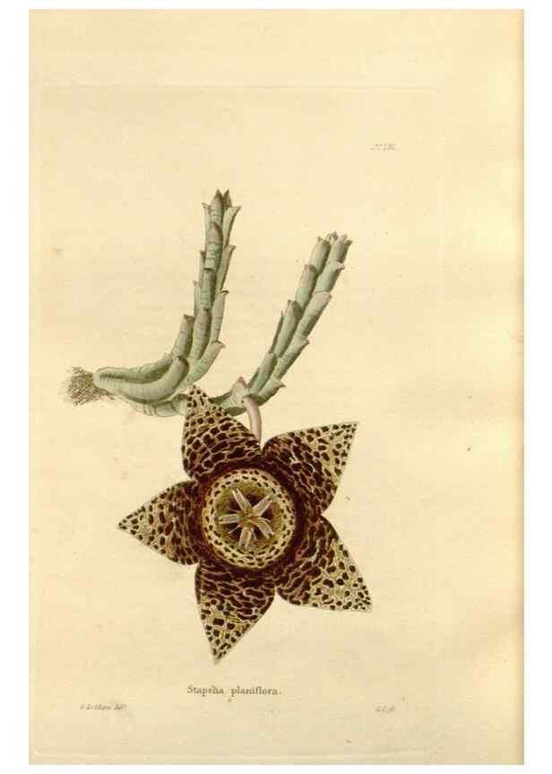 Reproducción/Reproduction 48623897491: The botanical cabinet. London :John & Arthur Arch ...,1817-1833.. 