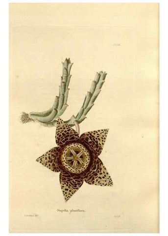 Reproducción/Reproduction 48623897491: The botanical cabinet. London :John & Arthur Arch ...,1817-1833.. 