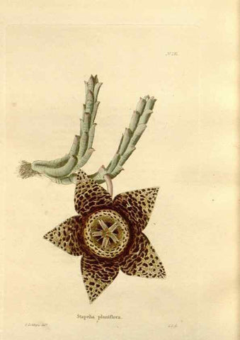Reproducción/Reproduction 48623897491: The botanical cabinet. London :John & Arthur Arch ...,1817-1833.. 