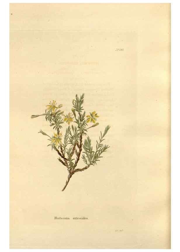 Reproducción/Reproduction 48623897881: The botanical cabinet. London :John & Arthur Arch ...,1817-1833.. 