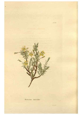Reproducción/Reproduction 48623897881: The botanical cabinet. London :John & Arthur Arch ...,1817-1833.. 