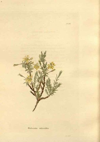 Reproducción/Reproduction 48623897881: The botanical cabinet. London :John & Arthur Arch ...,1817-1833.. 