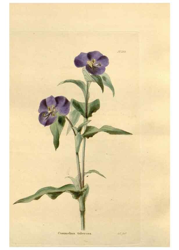 Reproducción/Reproduction 48623898251: The botanical cabinet. London :John & Arthur Arch ...,1817-1833.. 