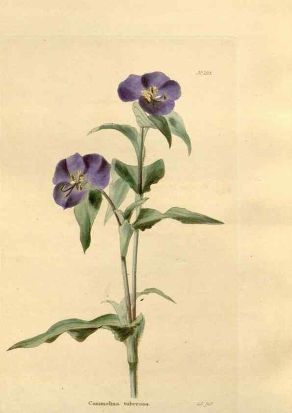 Reproducción/Reproduction 48623898251: The botanical cabinet. London :John & Arthur Arch ...,1817-1833.. 