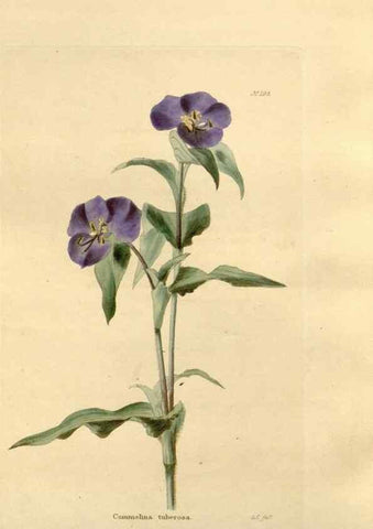Reproducción/Reproduction 48623898251: The botanical cabinet. London :John & Arthur Arch ...,1817-1833.. 