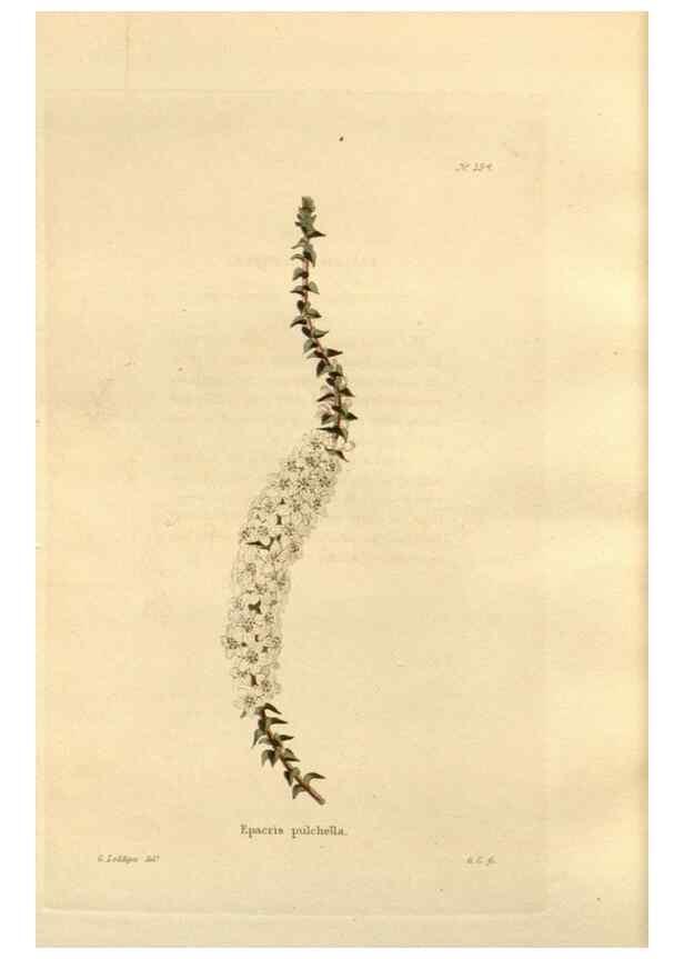 Reproducción/Reproduction 48624045992: The botanical cabinet. London :John & Arthur Arch ...,1817-1833.. 